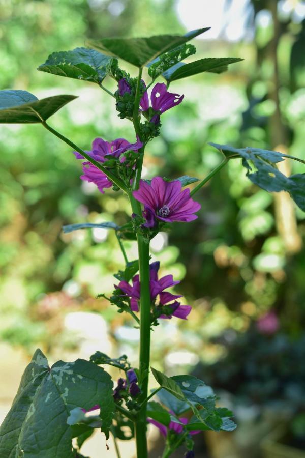Ohiya Forest Lodge Dış mekan fotoğraf